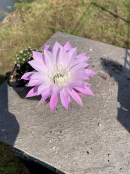Echinopsis Hybr. violett